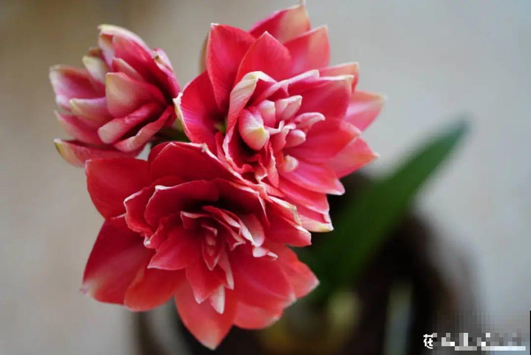 朱顶红埋土里，如何能年年开花，球变大、变多？