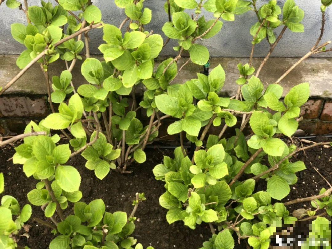 春天花要苏醒了，快施肥，新芽狂窜不断