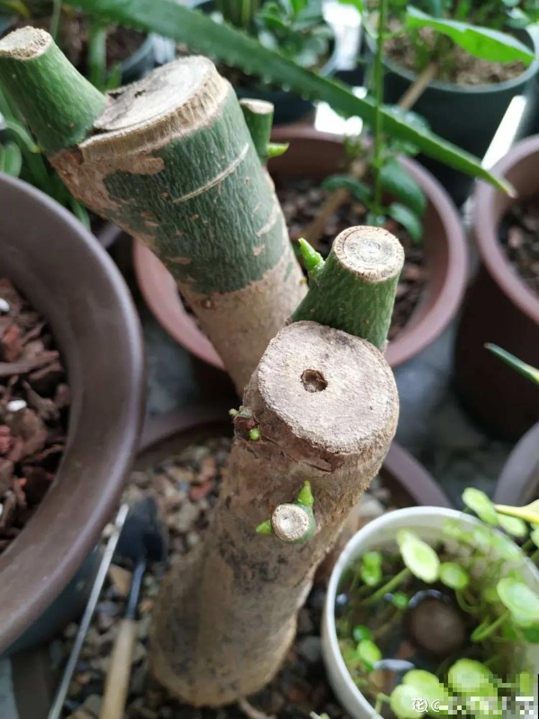 2月养花下狠手，剃光头、撸光叶，越狠越开花！