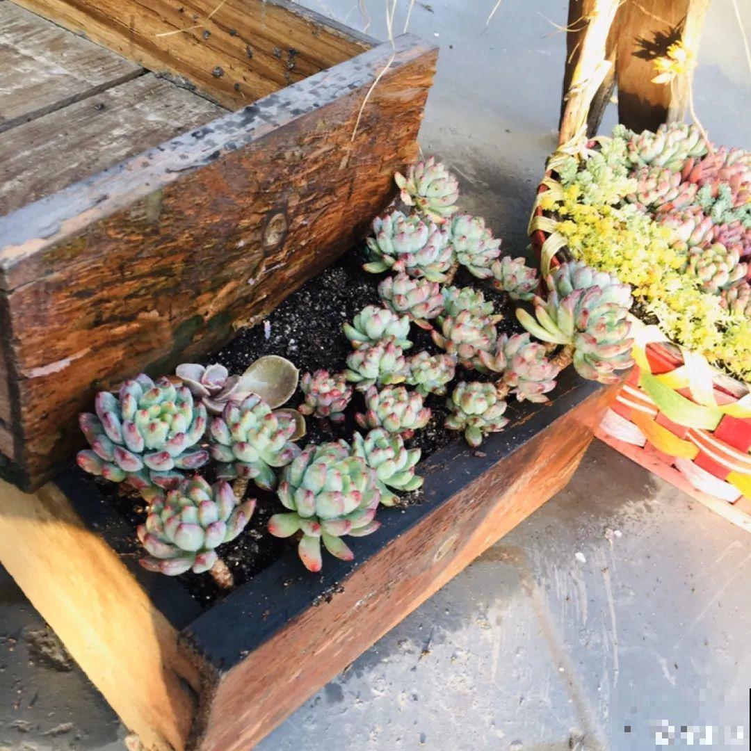 路边别人丢的大花盆，看着眼馋，好想捡回家