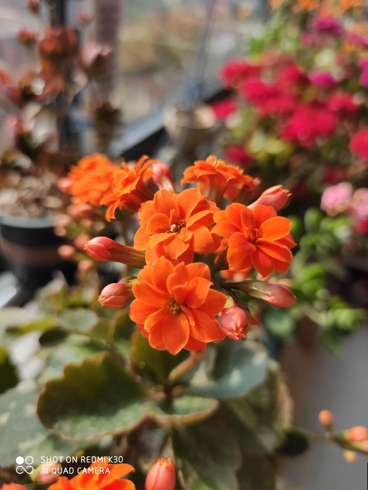 3套新手养花组合，简单好养开花颜值高，超适合新手花友