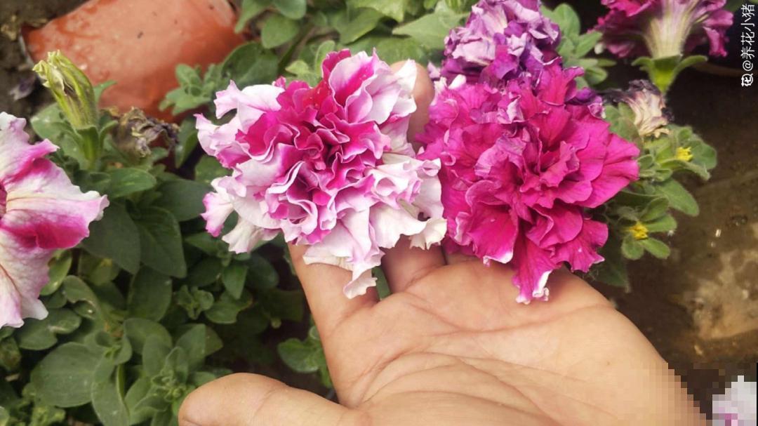 春天暖和了，6种花疯狂冒花苞，拦都拦不住