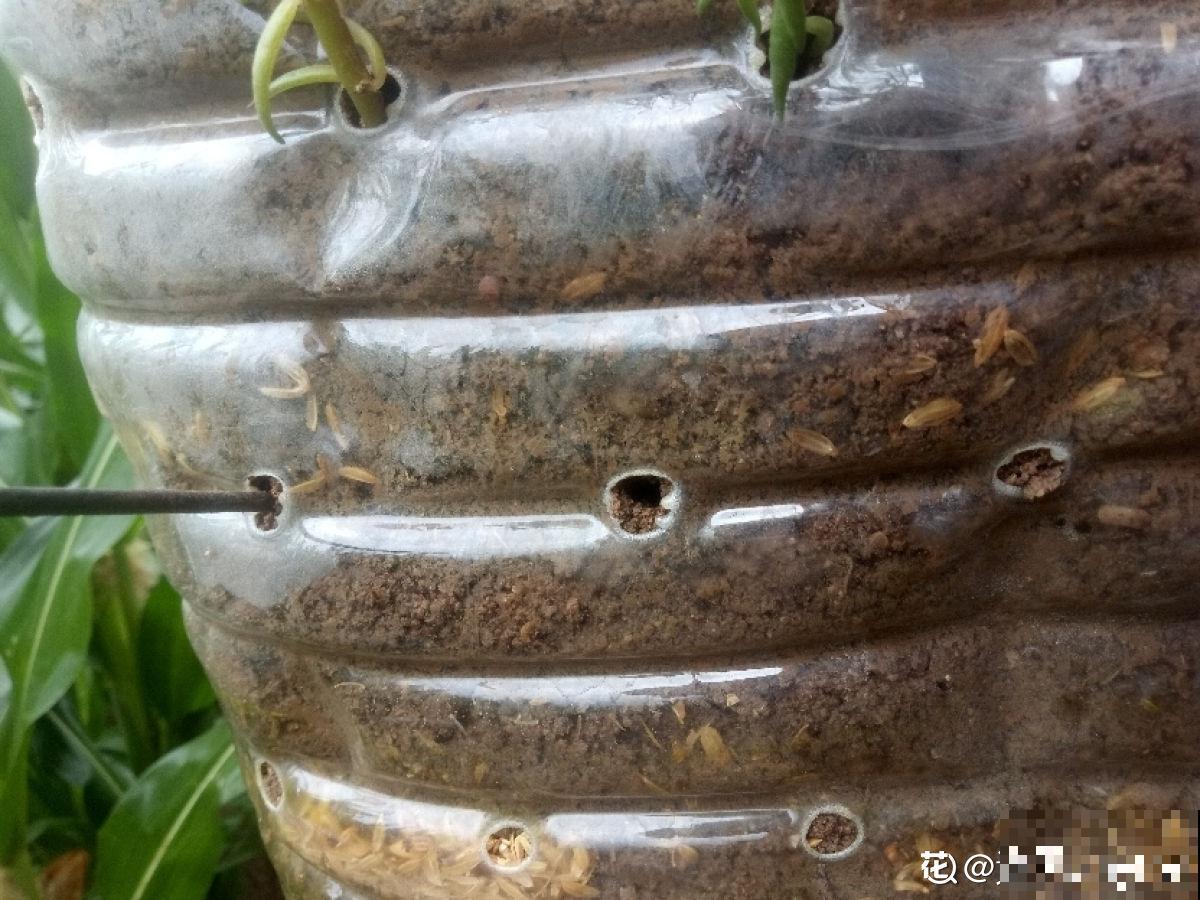 油桶用来种菜，省地儿还省钱，扔掉就是扔钱！