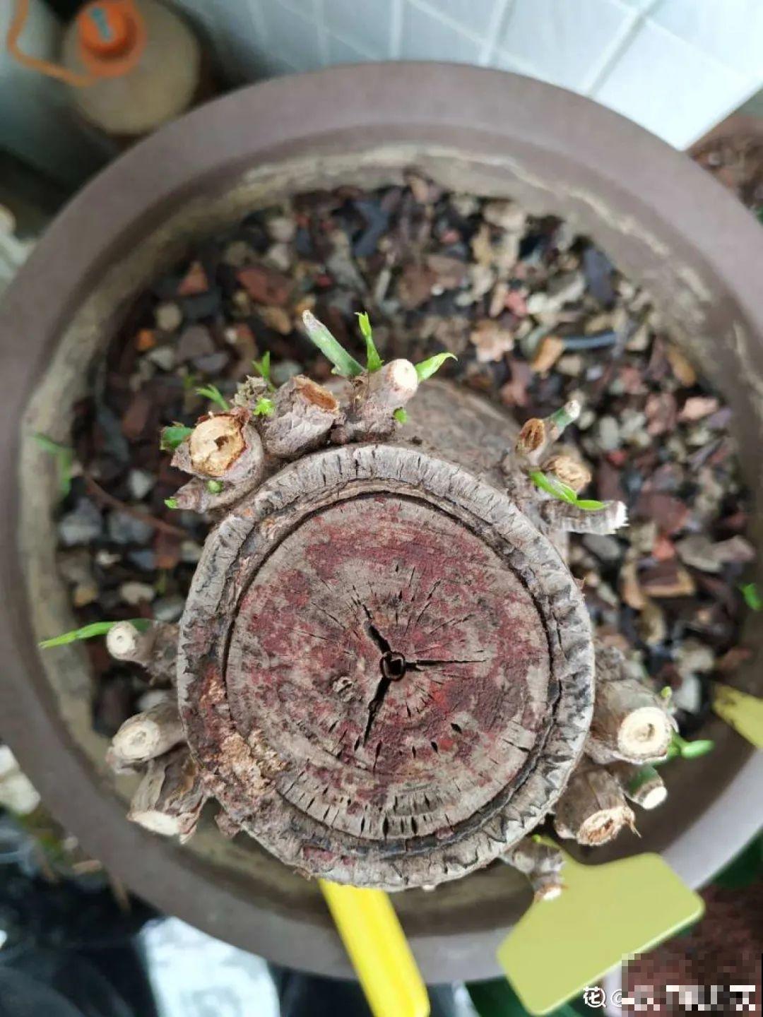 2月养花下狠手，剃光头、撸光叶，越狠越开花！