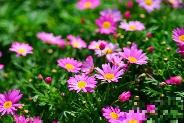 超级美的10种菊花,五彩缤纷,太好看了! 超级美的10种菊花,五彩缤纷,太好看了!