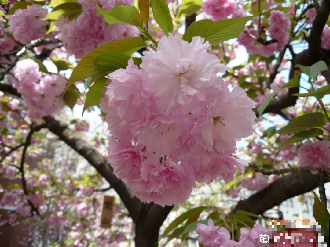 家里有这9种花,一定要冻一个月,才能开花更好看 家里有这9种花,一定要冻一个月,才能开花更好看