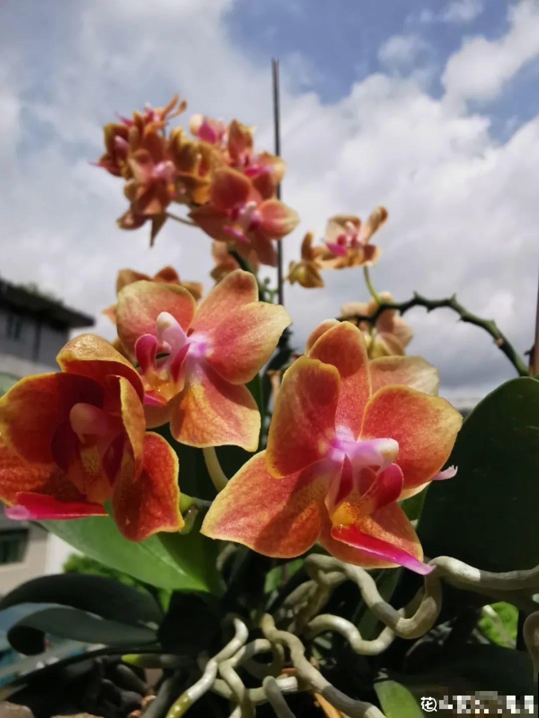 不同的花要摆在不同地方，摆对了才好看，摆错了看着糟心！