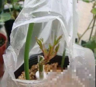 废弃塑料袋堆成山？囤起来养花，效果非常好！