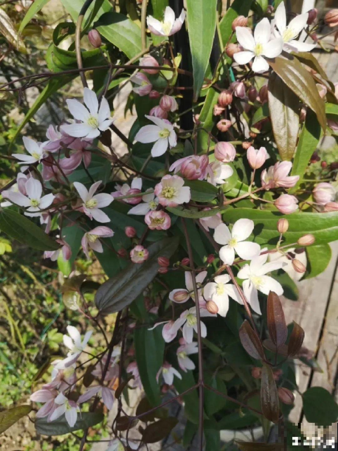 7种花，现在绝对不能剪，剪了一年不开花！