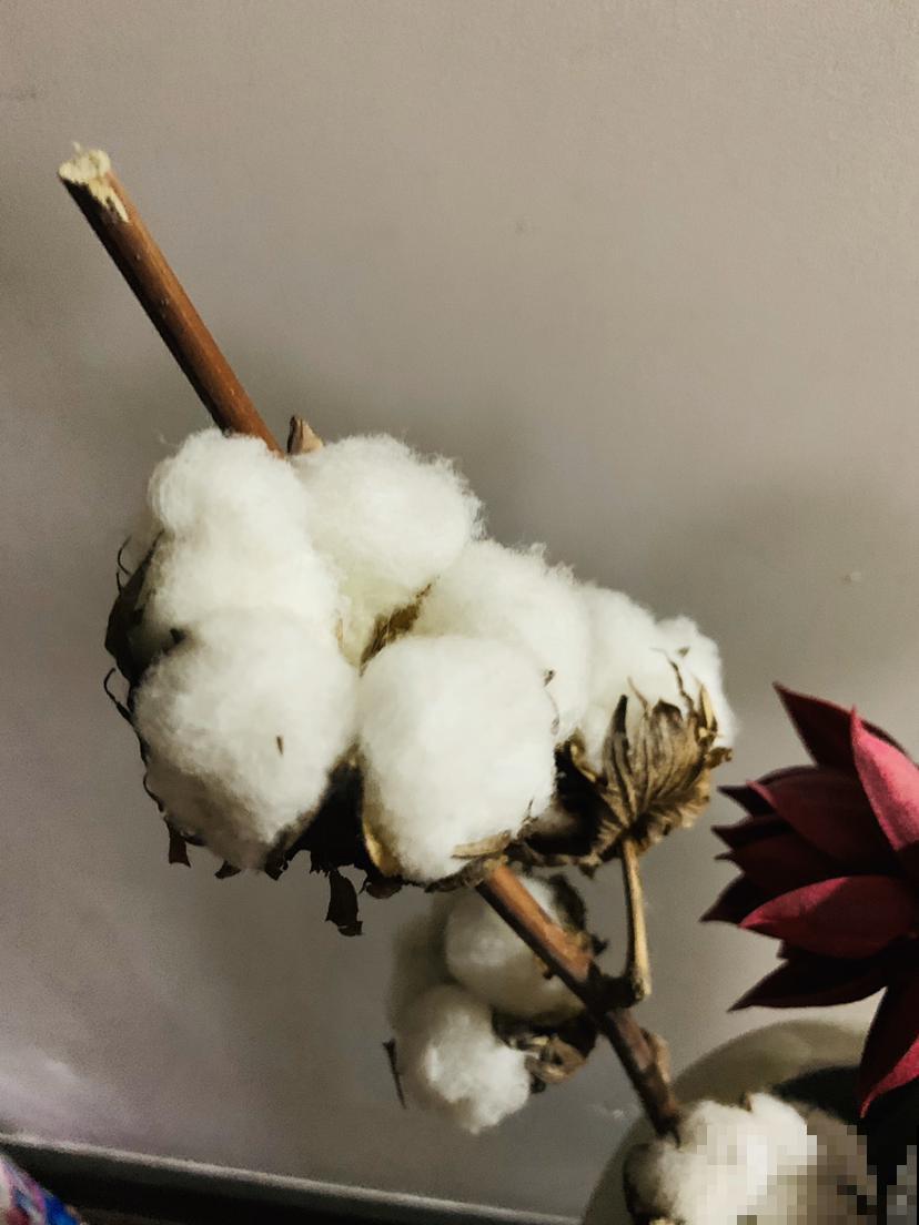 棉花那毛茸茸一团，其实不是花，原来叫种子纤维
