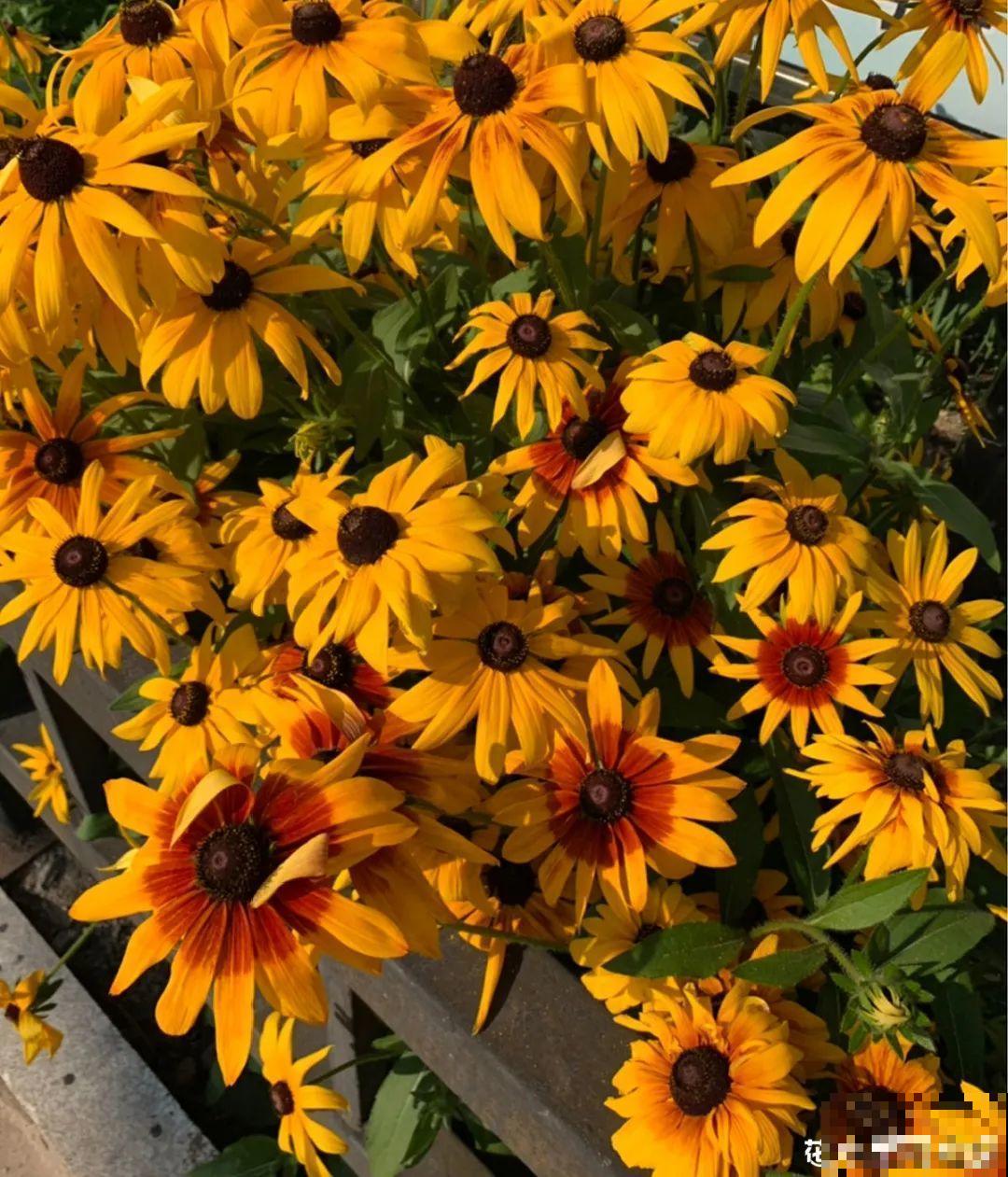 只需要种一次的花，年年疯长，除都除不尽