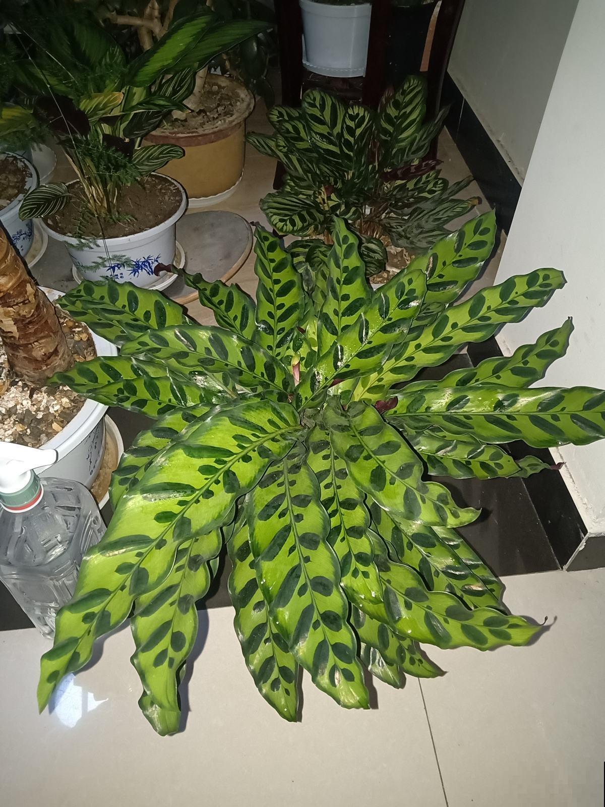 耐阴花也分“等级”，要根据植物自身特点养护，不然容易黄叶烂根