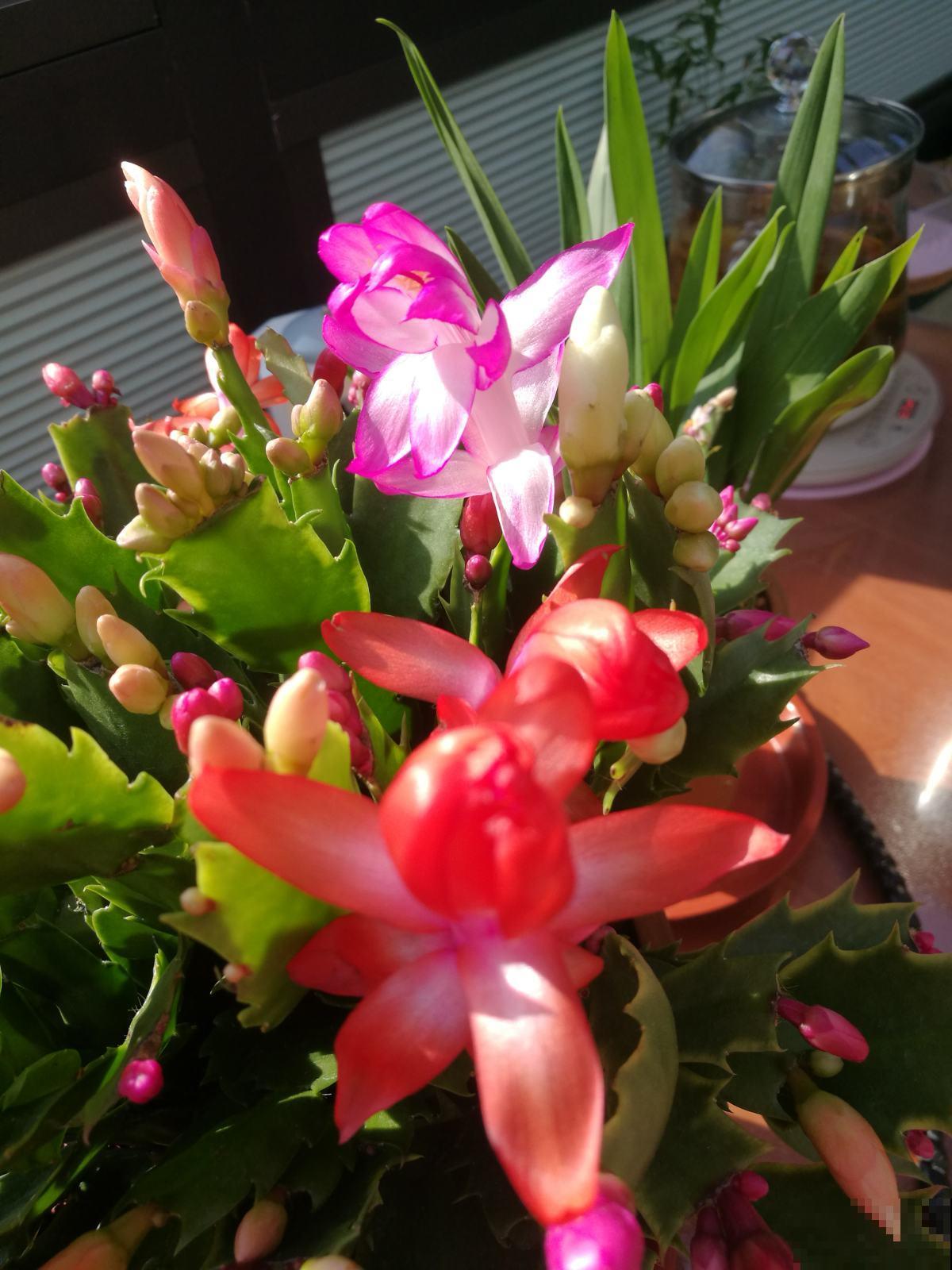 蟹爪兰是短日照花，日照时间越短，开花越早