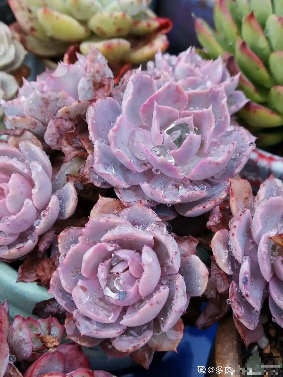 3月是给花剃头的好时机,现在狠心剪,下月就开花 3月是给花剃头的好时机,现在狠心剪,下月就开花