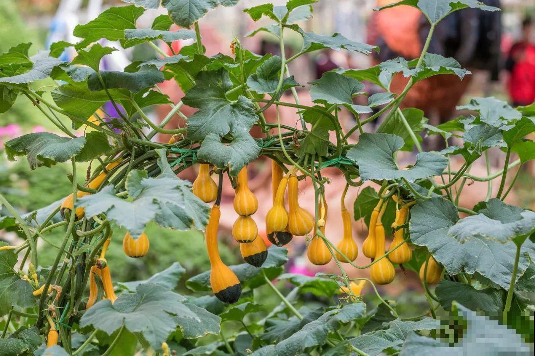 南瓜个头大的出奇，卖了2万8，比养猪还赚钱