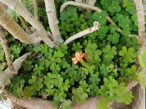 5种草别乱养，混进盆里太霸道，把其它花缠死了