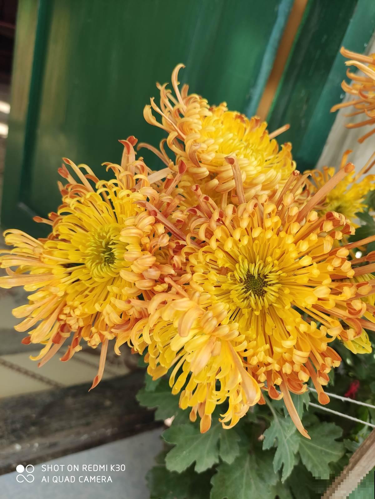 看上一盆观赏菊花，家里人不让养，真委屈