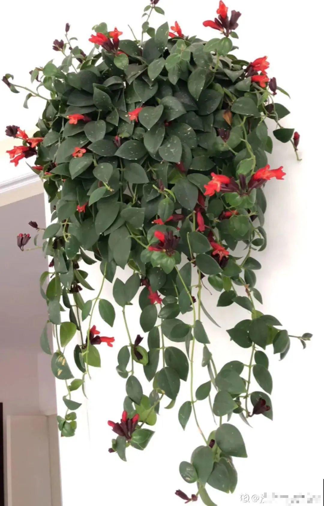 红红火火的过年花，开花特热闹，过年必备！