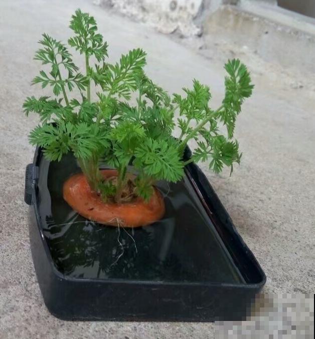 吃完的菜根切下来，埋土里就冒芽，以后不用买菜了！