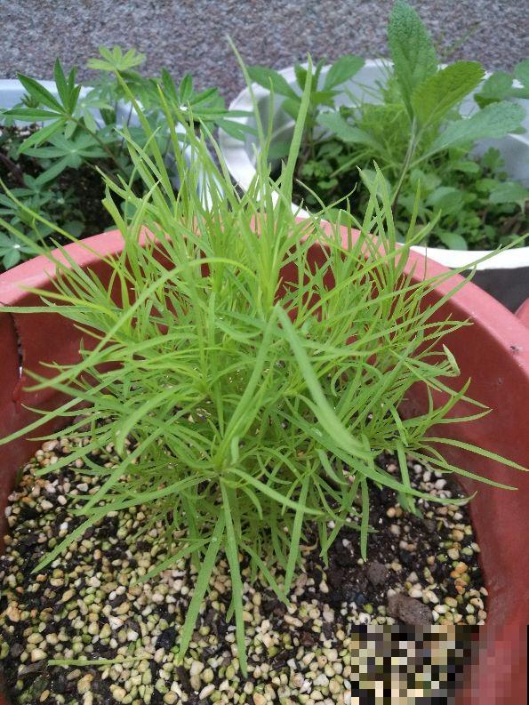 小时候院子里常见的地肤草，原来就是笤帚苗，长知识了！