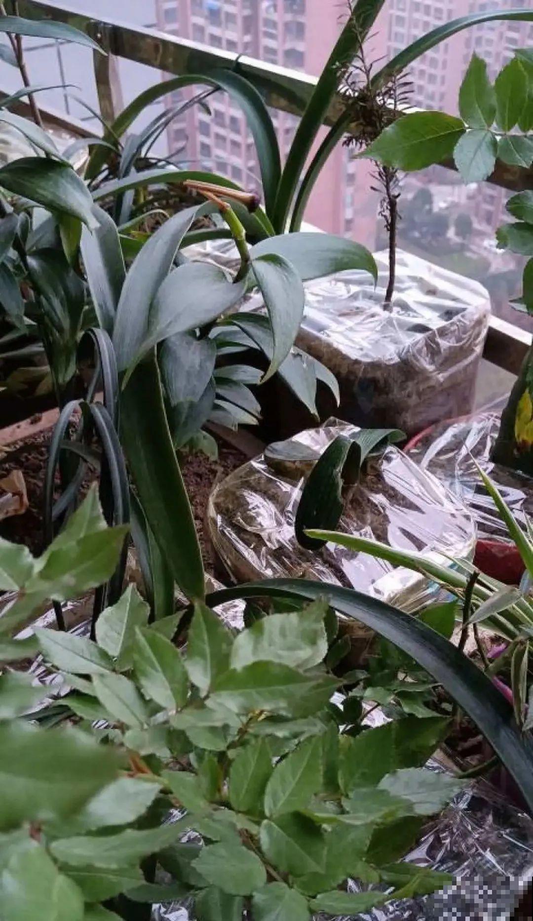 冬天太冷，花要及时保暖，才能安全越冬