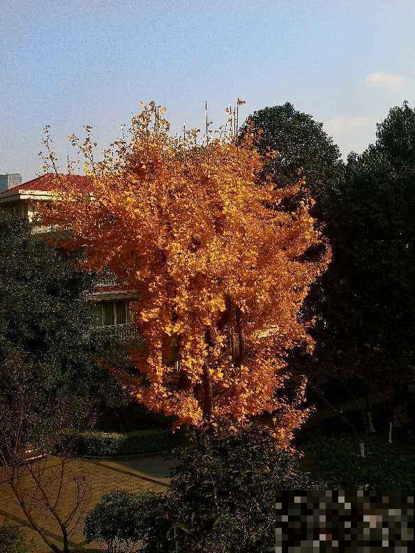 院子里面种点树，养的越久越金贵，最后都变成“财富”