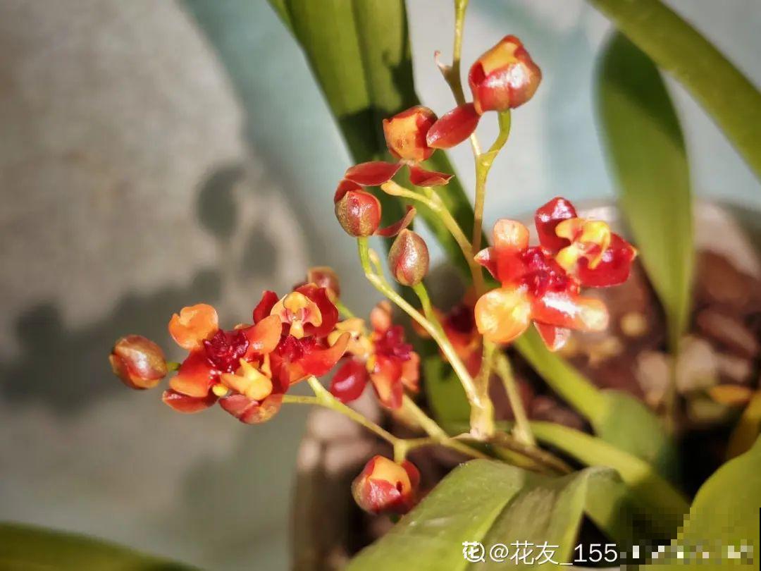 光照不好不要紧，浴霸照一照，花开爆盆！