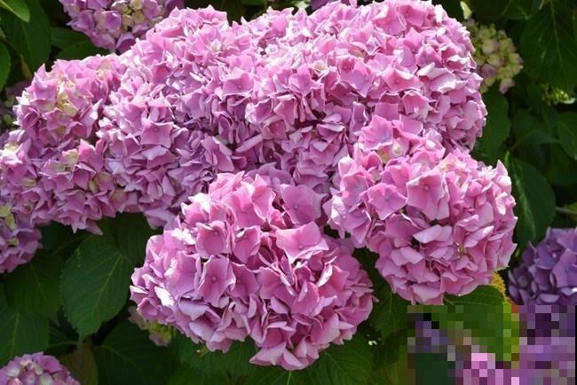 小苏打妙用多,用来养花效果好,植物蹭蹭长不停! 小苏打妙用多,用来养花效果好,植物蹭蹭长不停!