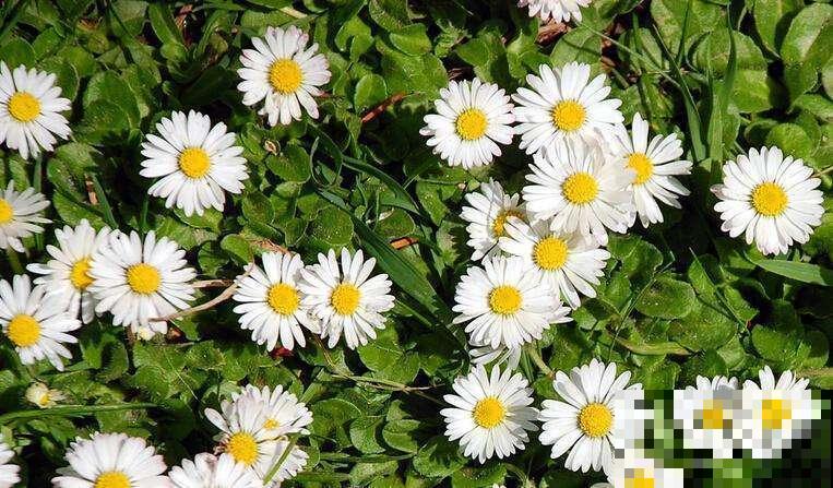 洋甘菊清新又可爱，盆栽和切花都可以，养护起来很简单！