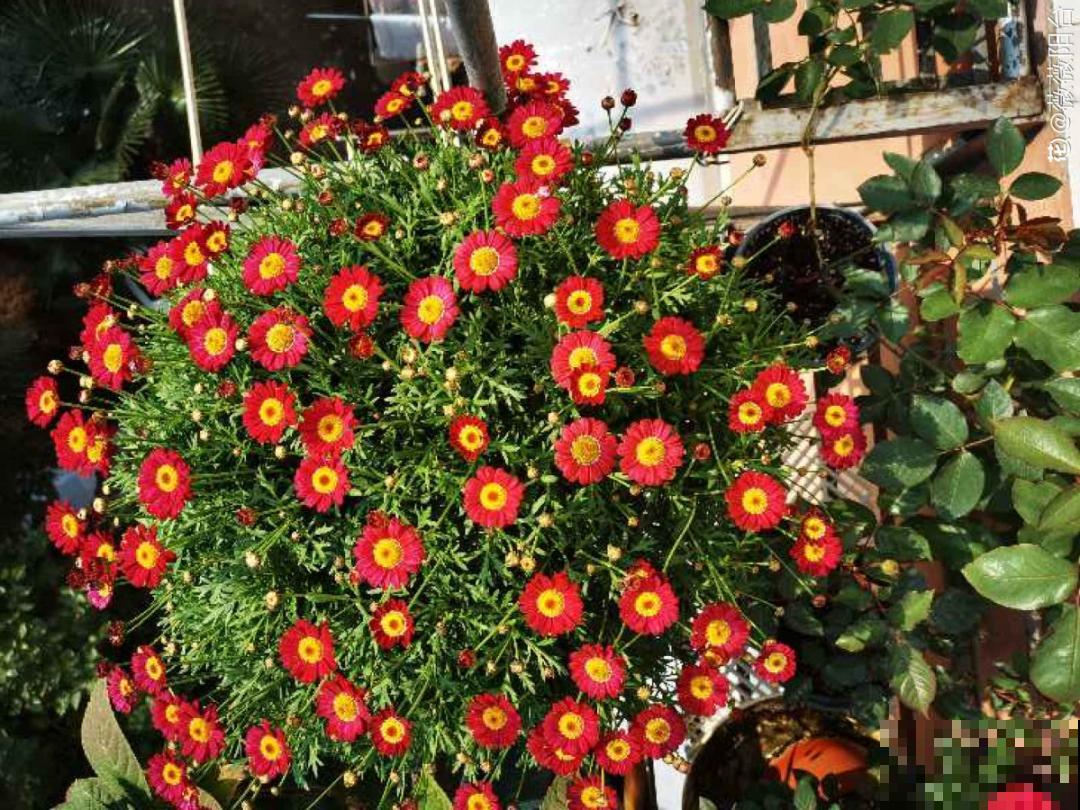 惊蛰之后，小虫乱飞，教你16种杀虫方法