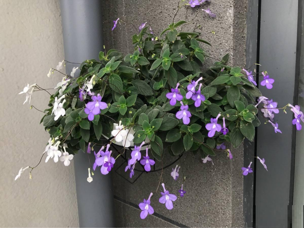 这5种花挂起来养,开花像瀑布,太美了! 这5种花挂起来养,开花像瀑布,太美了!