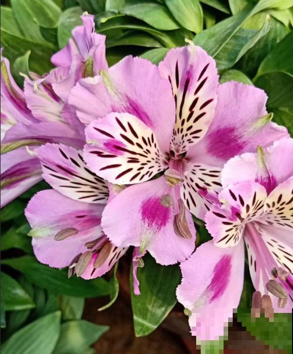 六出花典雅又大方，在家养护，只需要做好这几点！