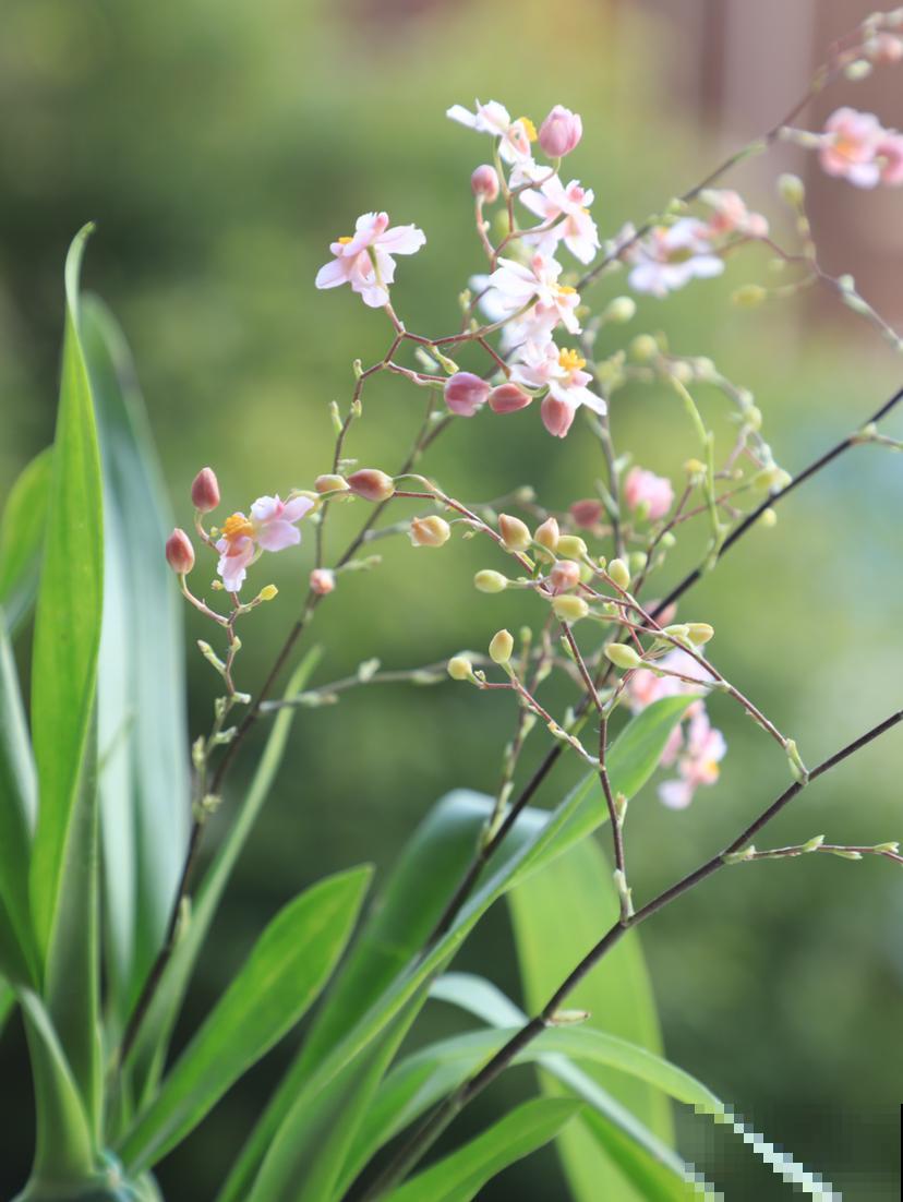 喜欢酸性土的4种花，适当浇点醋，花才能长得壮