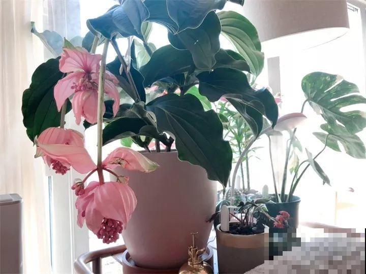 养护宝莲花，记住5个养护技巧，高档又有格调！