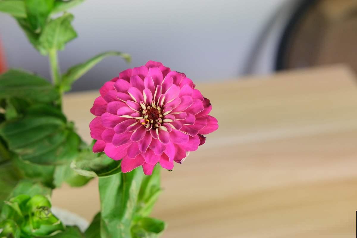 小苏打妙用多,用来养花效果好,植物蹭蹭长不停! 小苏打妙用多,用来养花效果好,植物蹭蹭长不停!