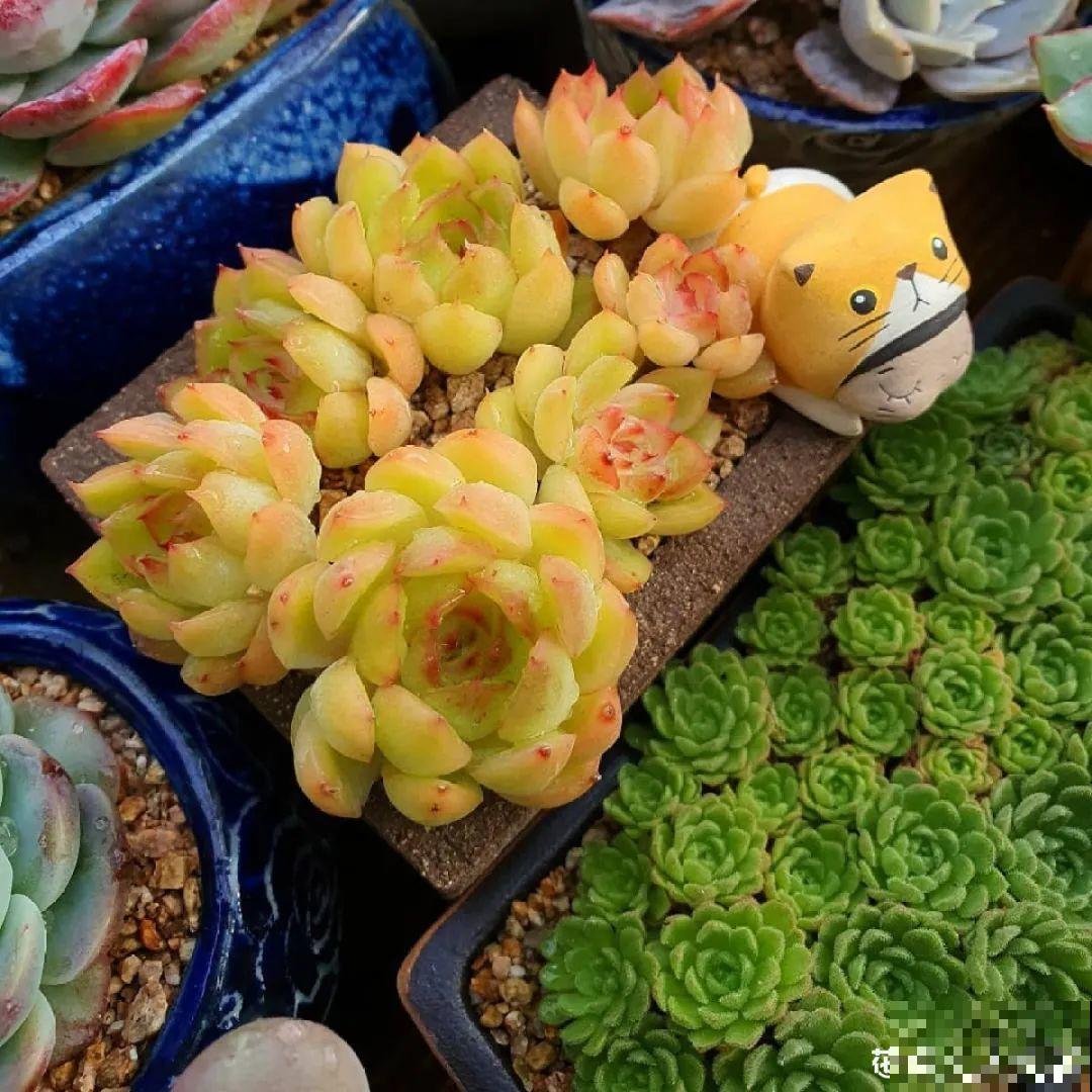 多肉塞进一个盆里，像是艺术品，颜值高了好几个档次！