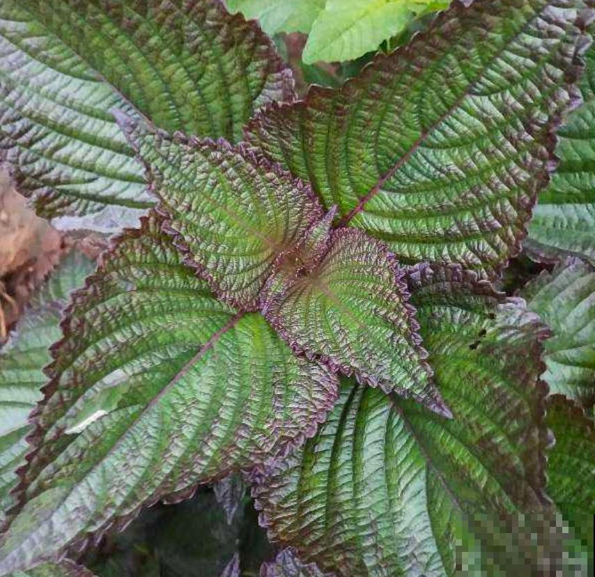 紫苏在家就能种,出锅前扔几片到锅里,喝汤喝上瘾! 紫苏在家就能种,出锅前扔几片到锅里,喝汤喝上瘾!