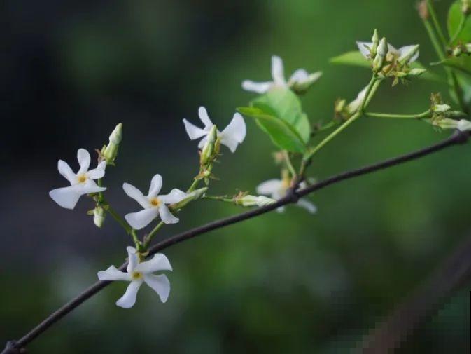 冬剪开始了，月季看见这种枝，就要赶紧剪！