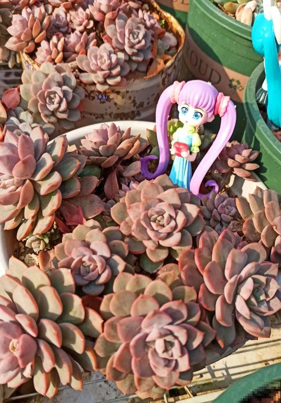 多肉养在大盆里,就是豪横霸气,棵棵大得像白菜 多肉养在大盆里,就是豪横霸气,棵棵大得像白菜