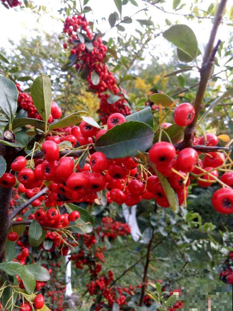 小时候当成柴火烧的花，现在几十块钱一盆，还不便宜！