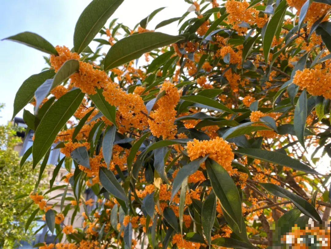 16种花，能养成传家宝，养个几十年没问题