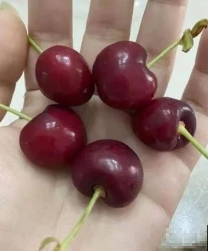 车厘子有什么好,价格贵得要命,吃多还便血,贫穷“救”了我! 车厘子有什么好,价格贵得要命,吃多还便血,贫穷“救”了我!