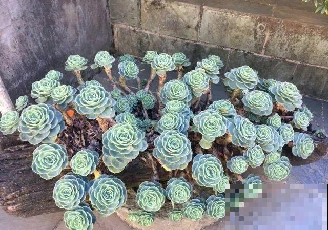 山上的尼姑庵,只养花不烧香,看完想出家 山上的尼姑庵,只养花不烧香,看完想出家