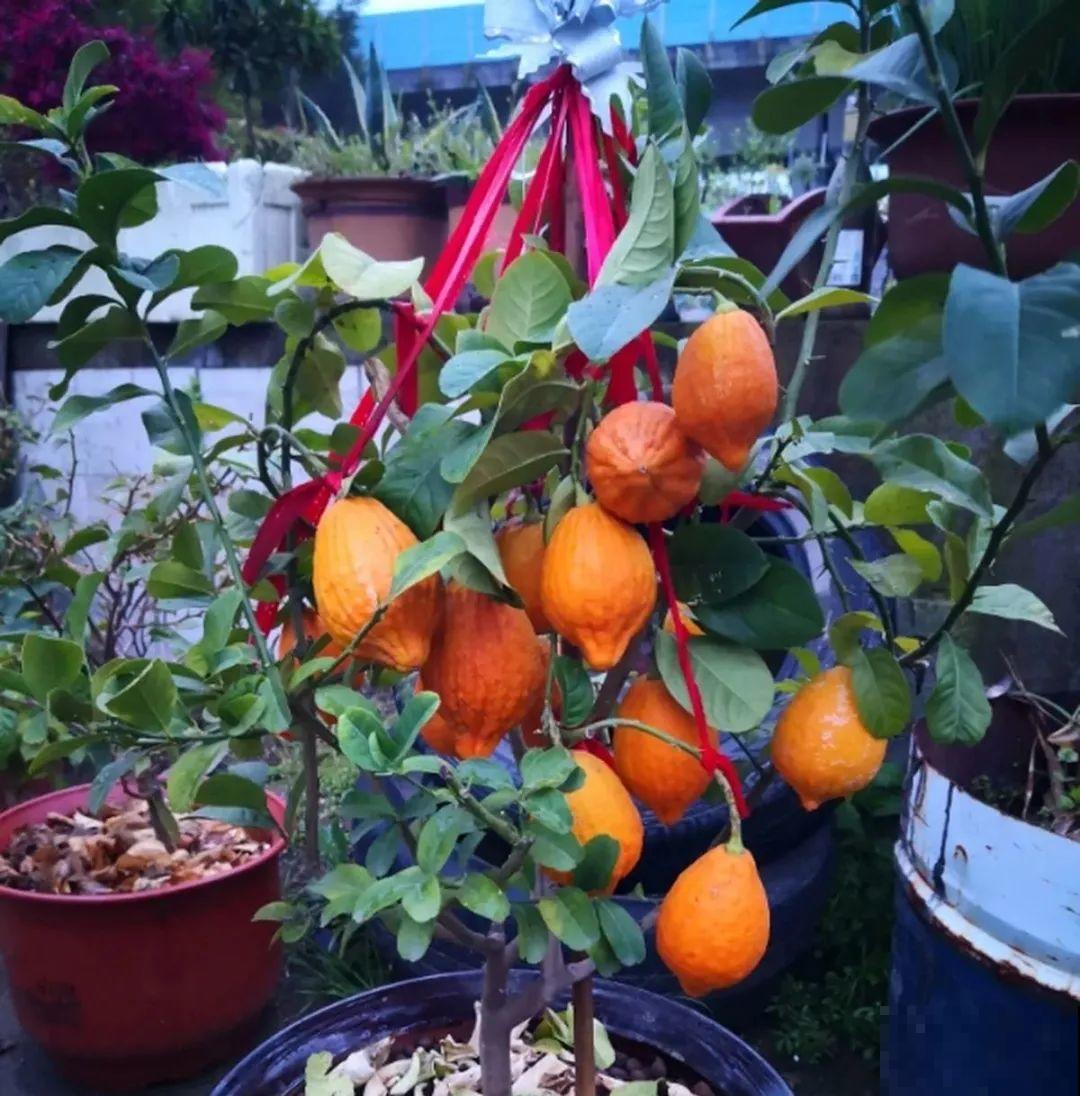 1盆苹果卖300块,为啥这么贵,难道是金苹果? 1盆苹果卖300块,为啥这么贵,难道是金苹果?