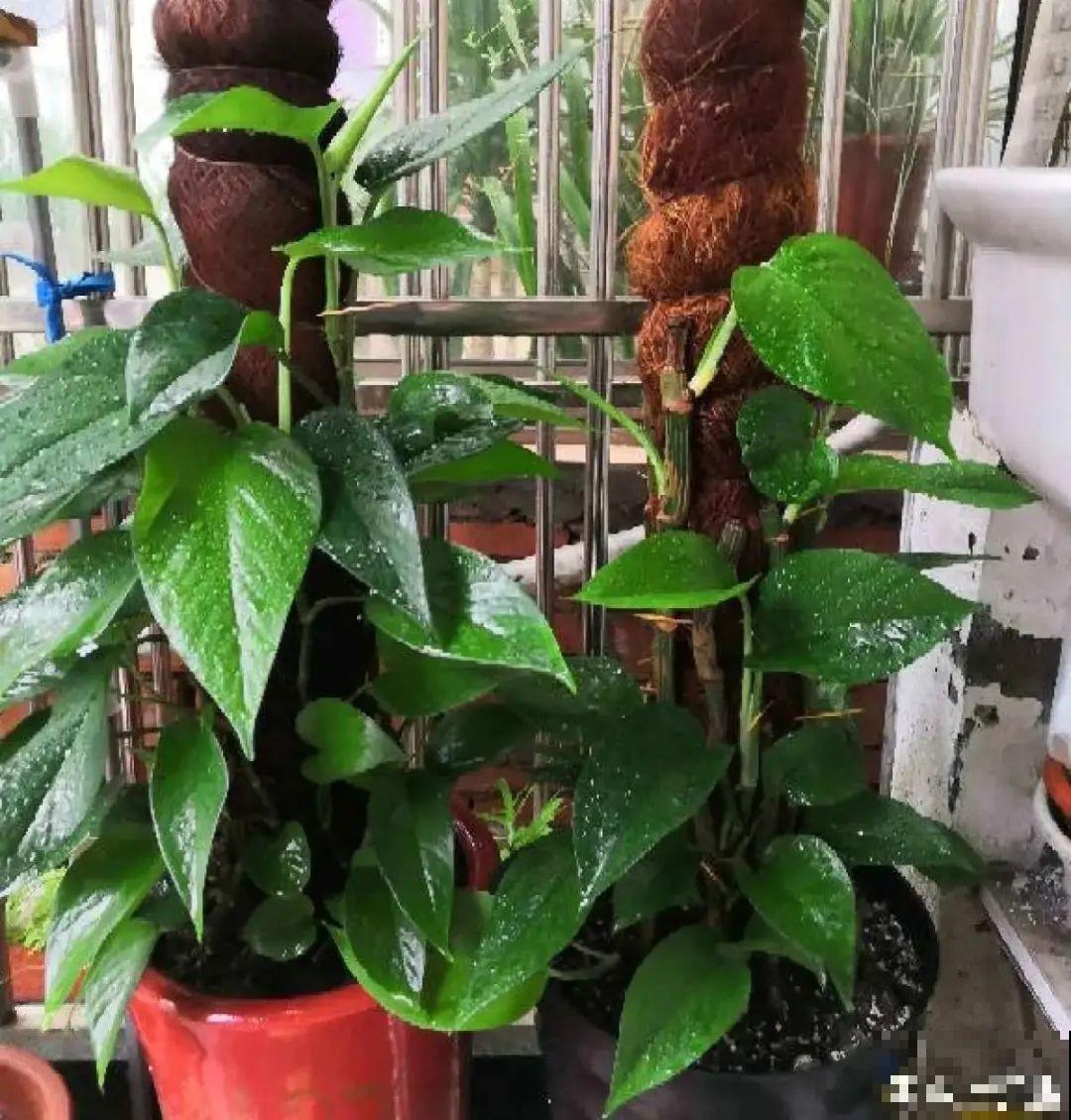 5度以下,常见的21种花必须断水,不然都烂根了 5度以下,常见的21种花必须断水,不然都烂根了