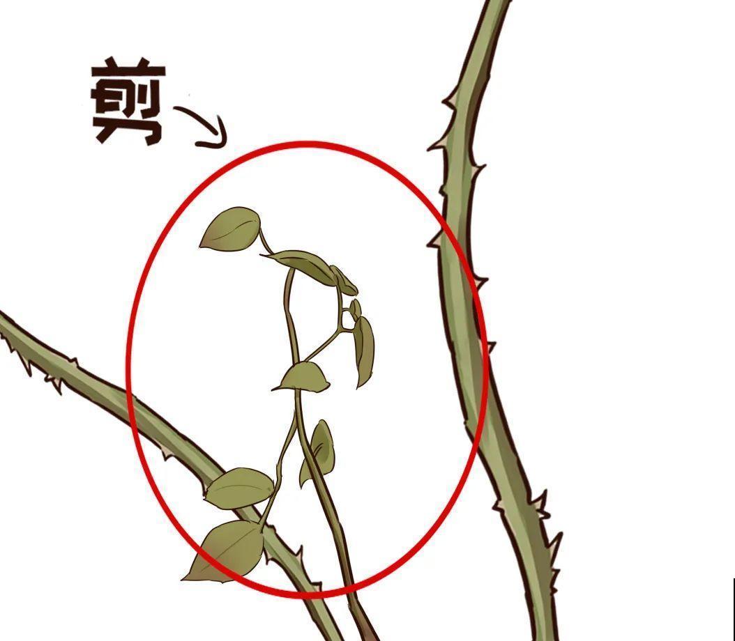 7种花，现在绝对不能剪，剪了一年不开花！