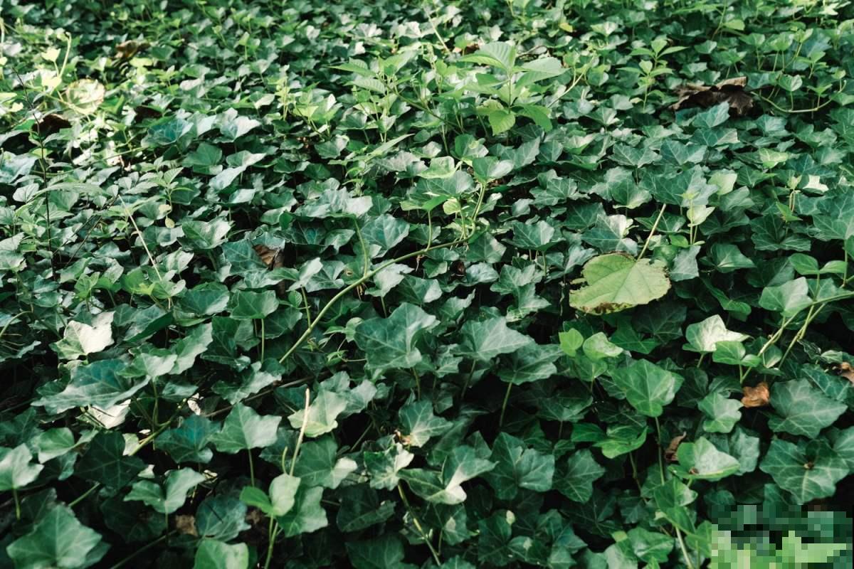 养花一定能用到的绝招！学会之后，再也没有养不好的花！