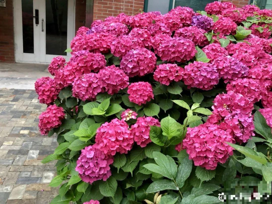 零下20℃，冻不死的花，不用搬进屋！