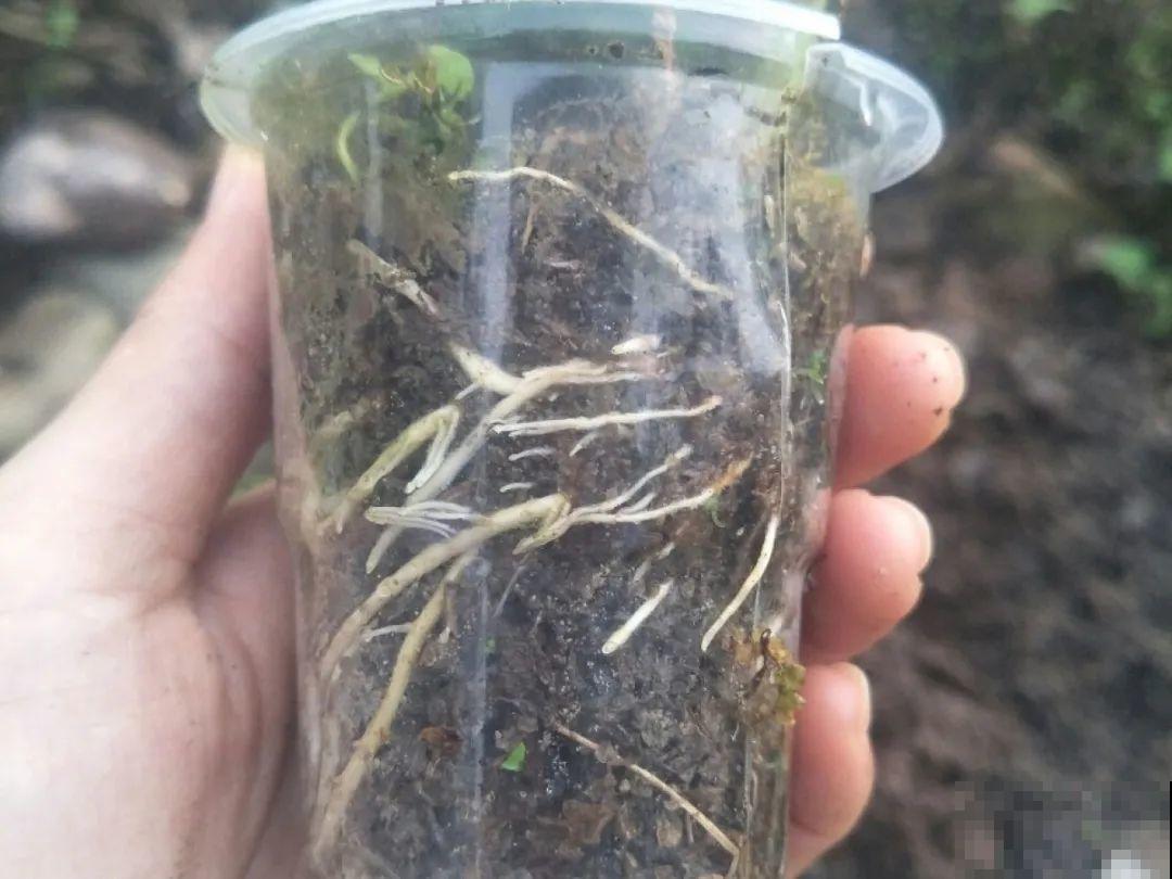 月季12个月计划表，按照这个养，大花墙不是梦！