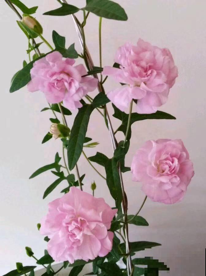 院子里养了一墙的花，邻居却不高兴了，差点吵起来